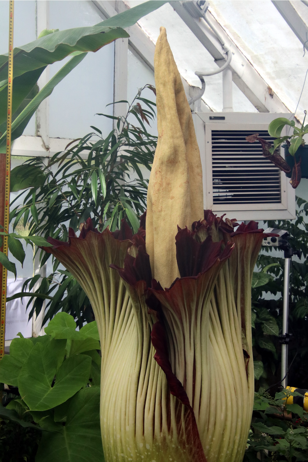 2018 02 06 CorpseFlower 2134